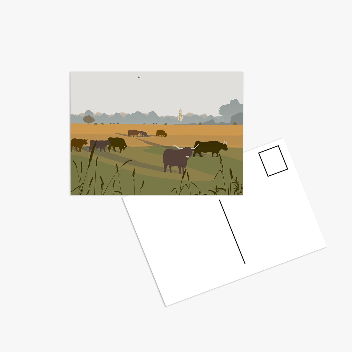 Highland Cows - Postcard