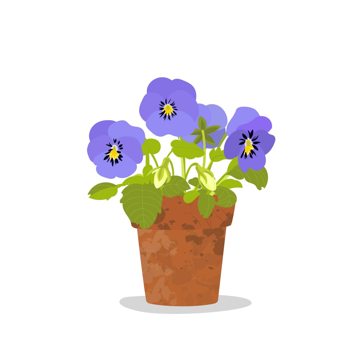Pansies in a pot Card