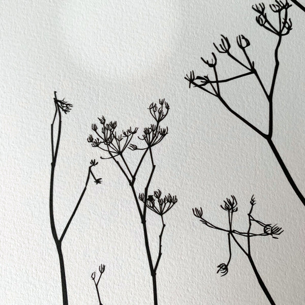 Cow Parsley on the Isle of Wight - Grey - Unframed Print