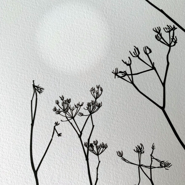 Cow Parsley on the Isle of Wight - Green - Unframed Print